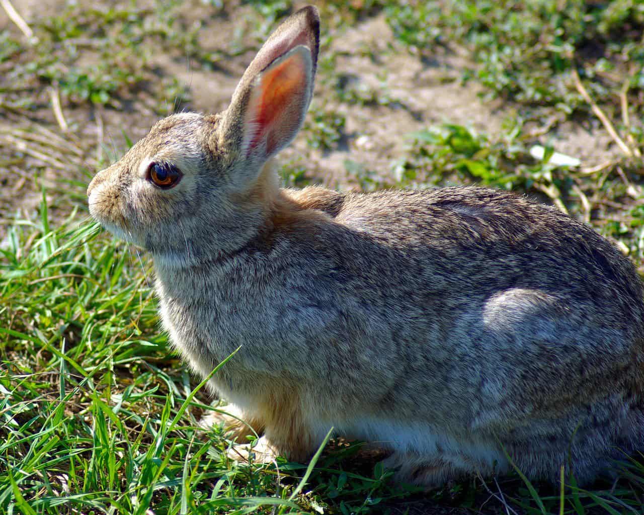 Mountain Hare Facts, Lifespan, Behavior, & Care Guide Pet Breeezy