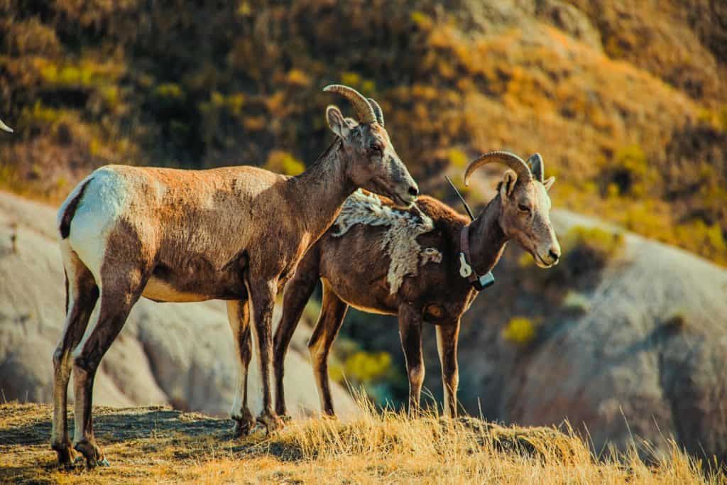 two brown 4-legged animal on cliff near mountain