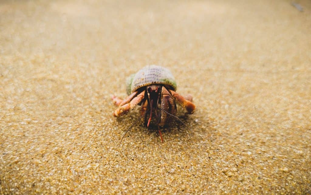 Hermit Crab Crawling on the Sandy Ground