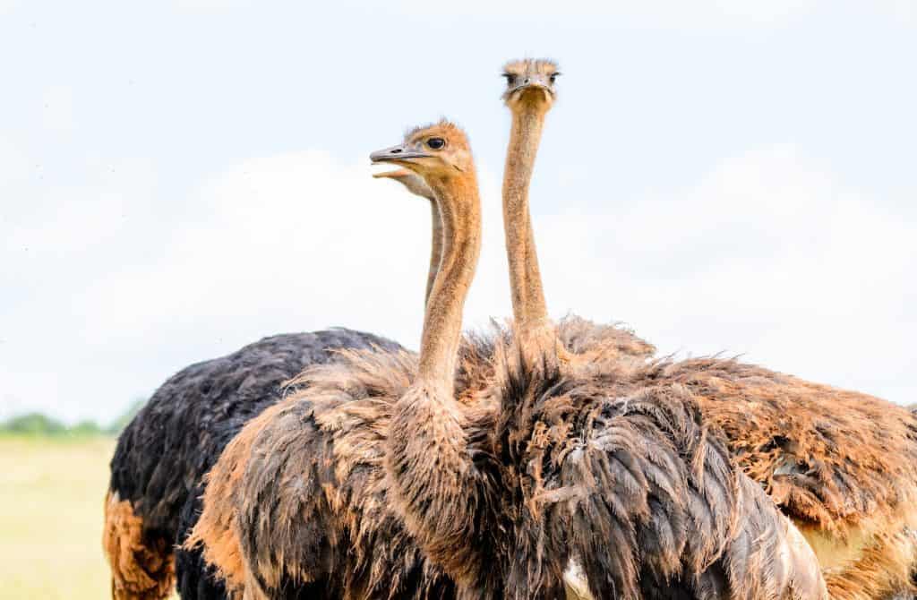 Ostrich Head Under White Clouds