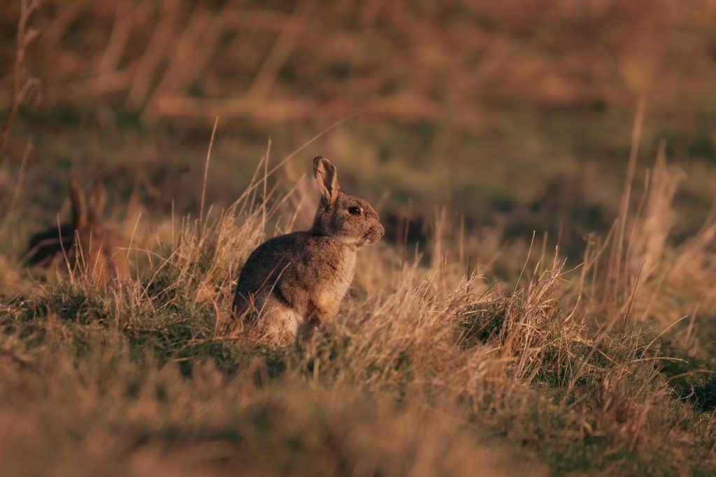 Rabbit in a field during sunset