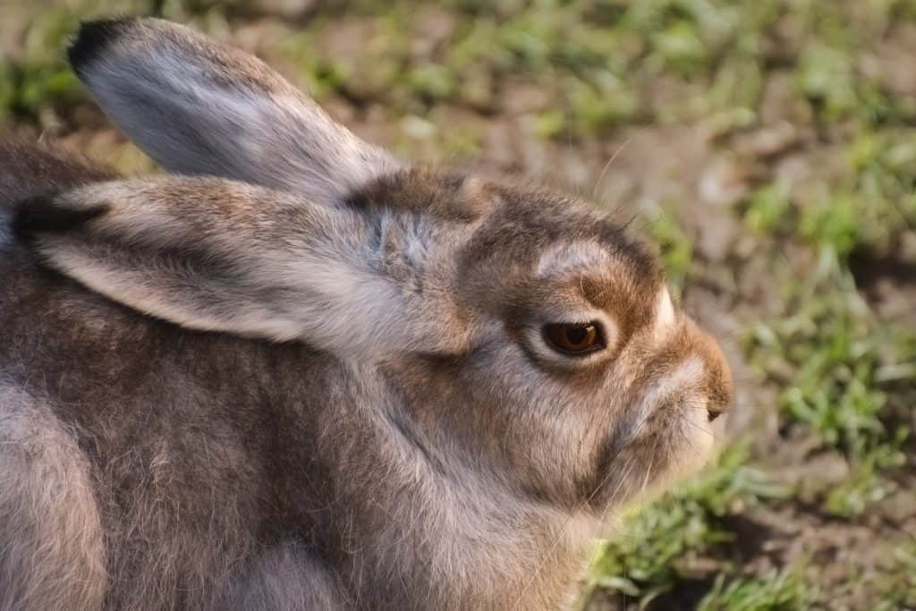 Popular Australian Rabbit Breeds - Pet Breeezy