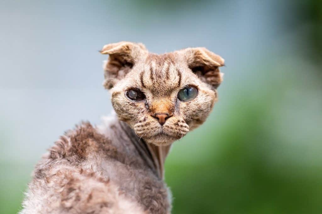 Close Up Shot of a Cat