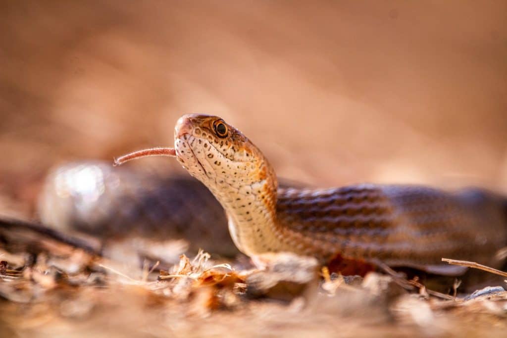 Sated Snake with Supper 2