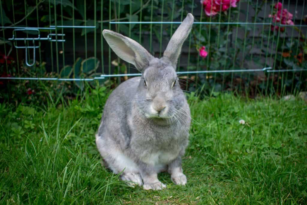 Home sweet grey rabbit in the garden