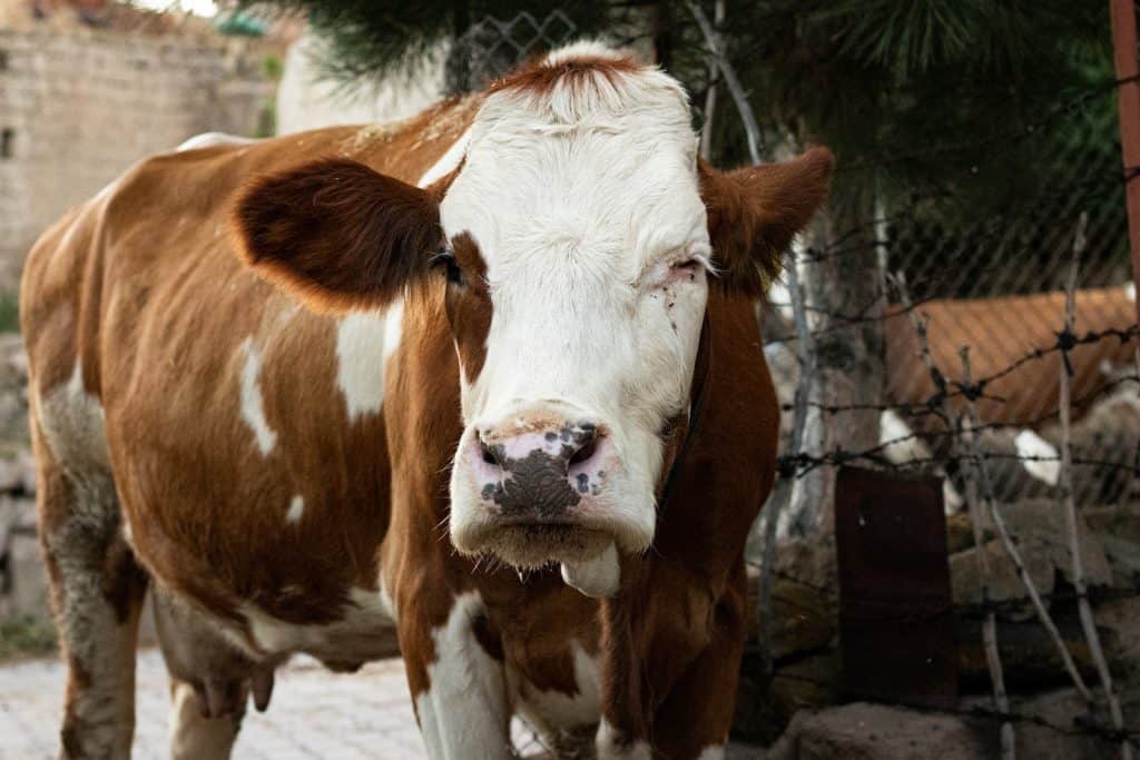 Free stock photo of cow, natural habitat