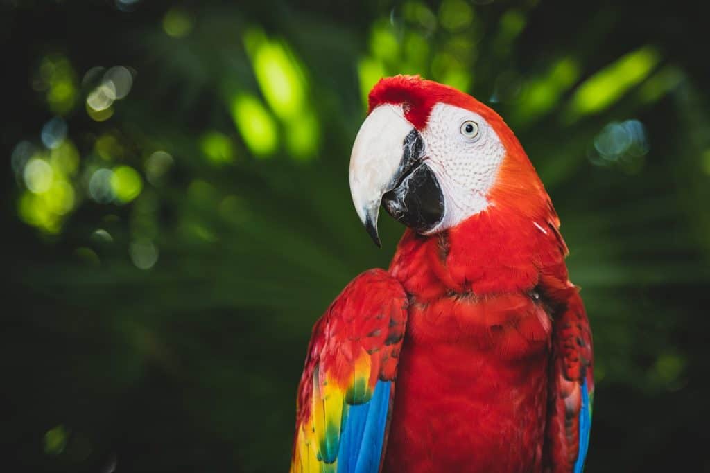 Scarlet Macaw