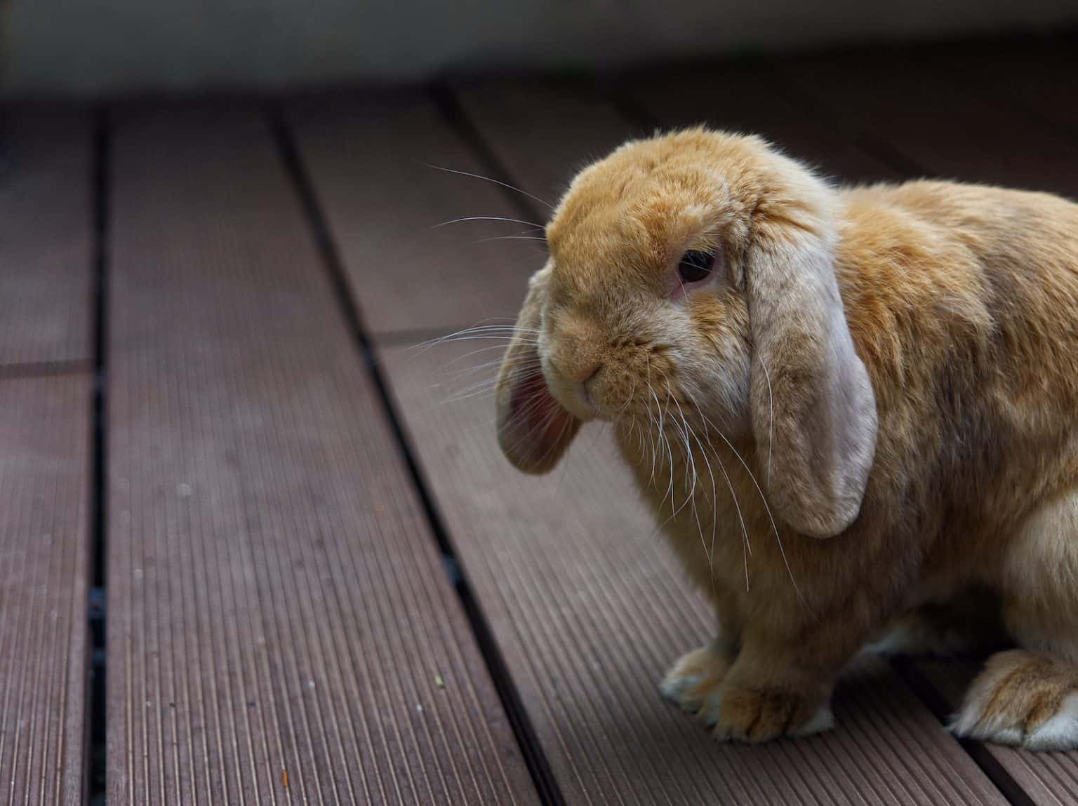 10 Adorable Lop-Eared Rabbit Breeds - Pet Breeezy
