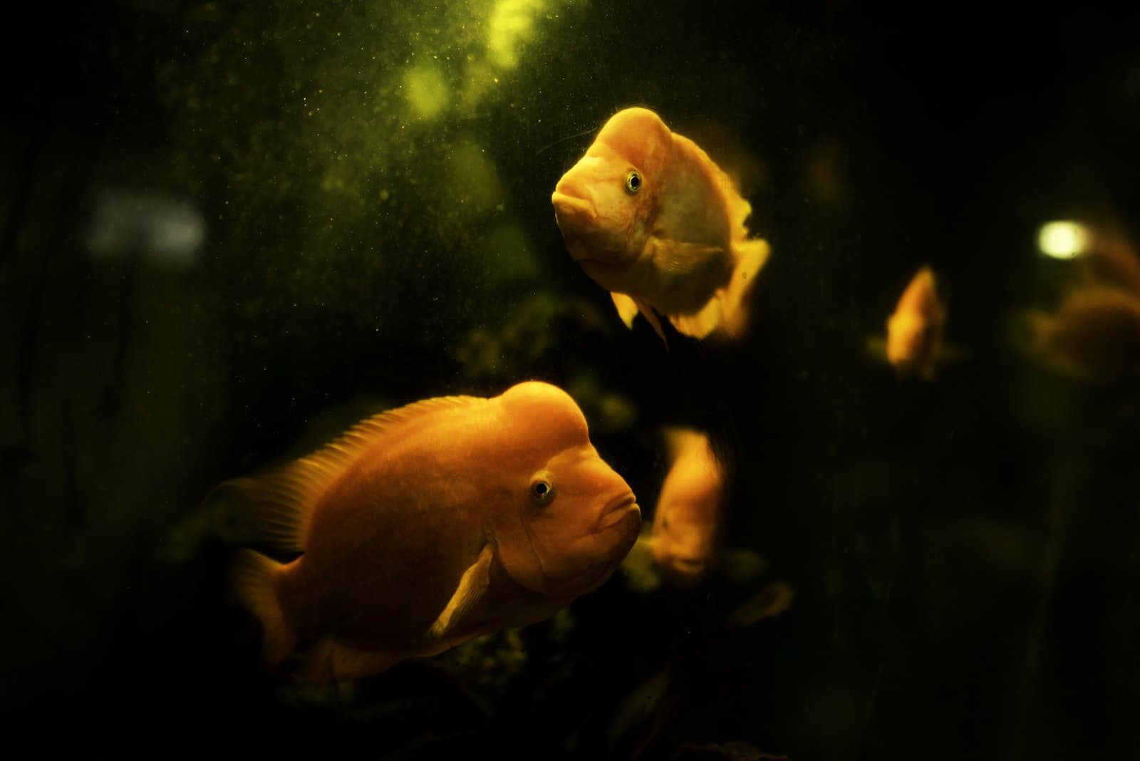 Picture of Aquarium Salt To Treat Sick Goldfish - Pet Breeezy