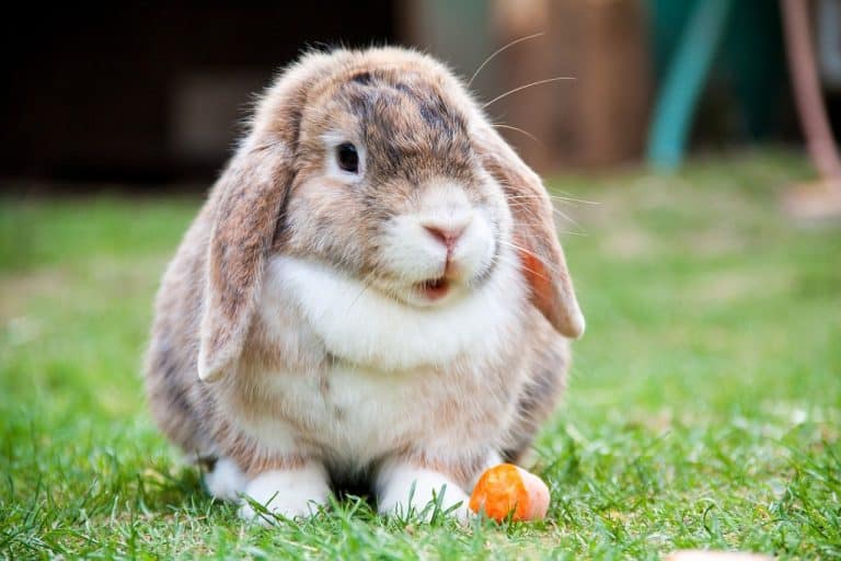 Most Popular Calico Rabbit Breeds - Pet Breeezy