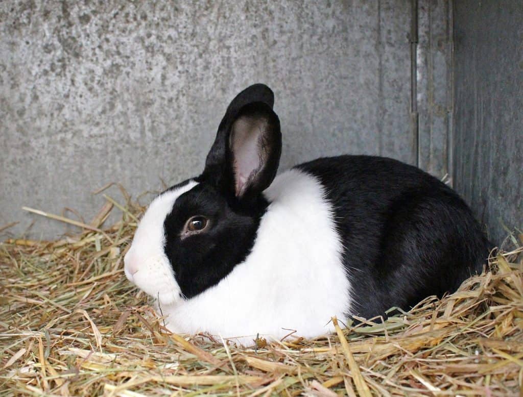 Popular Australian Rabbit Breeds - Pet Breeezy