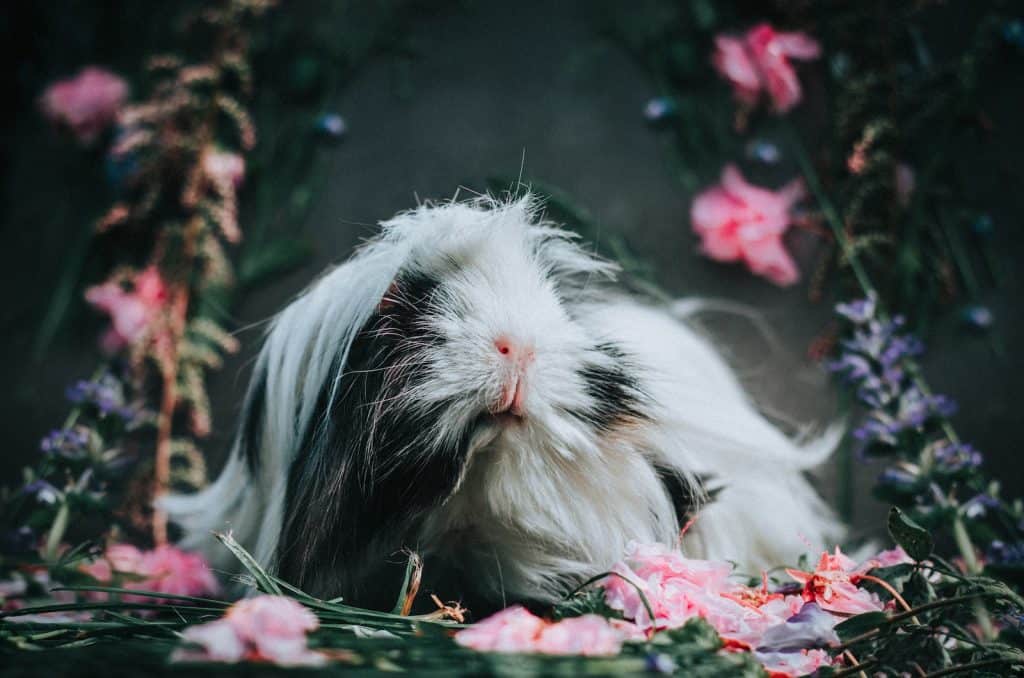 Rabbit with Long Hair