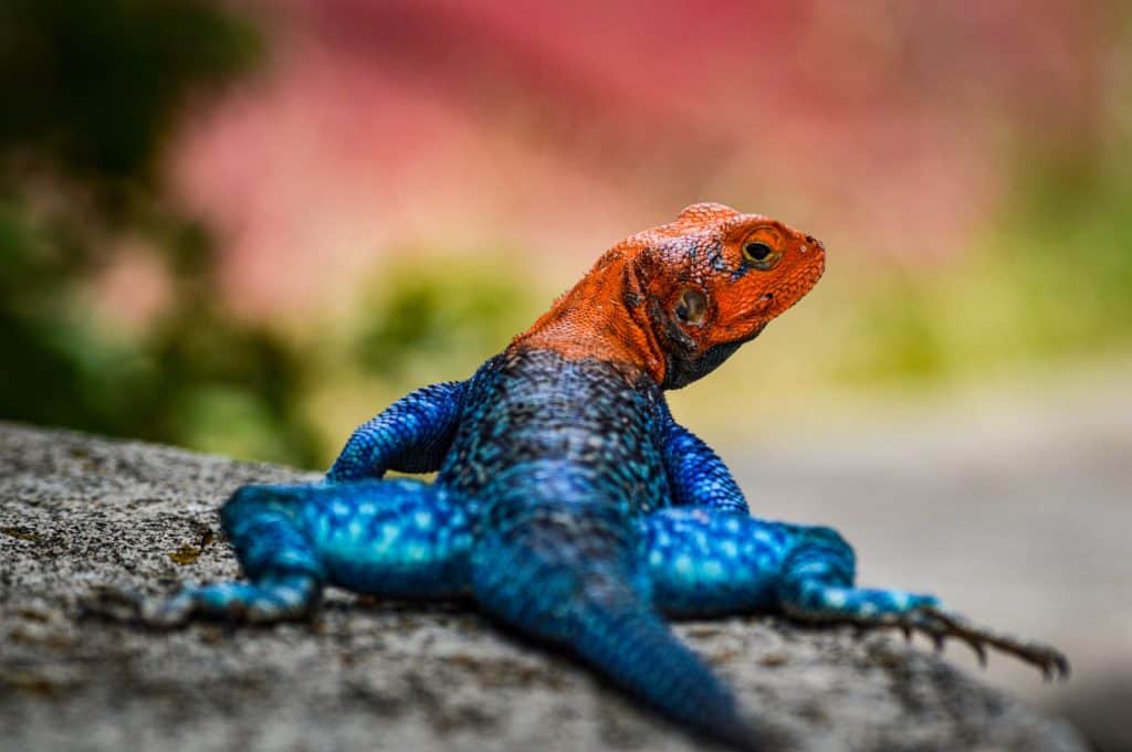 Lizard in Close Up Photography