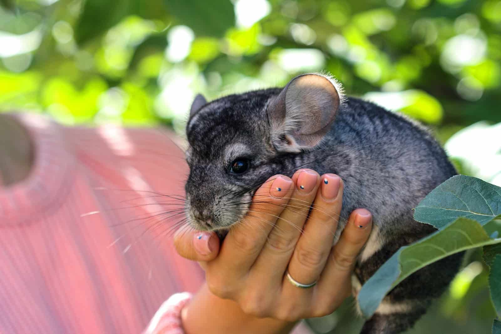 Giant Chinchilla rabbit Breed Information: Facts, Origin ...