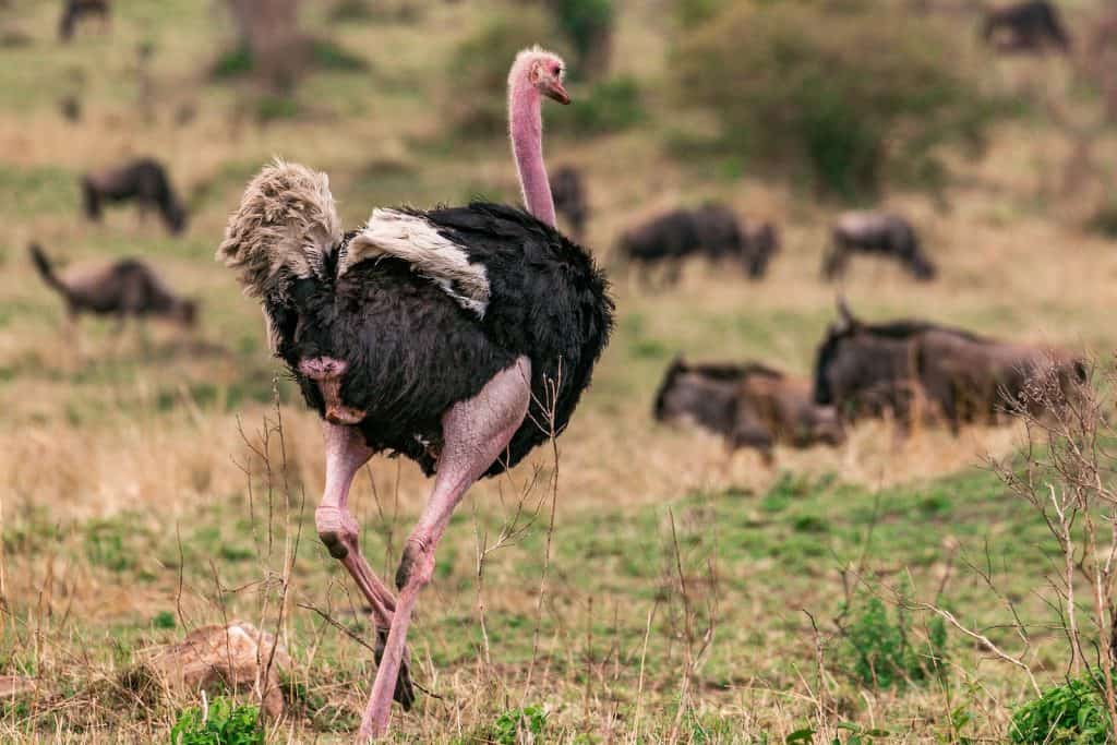 Back View of a Black Ostrich Walking on the Grass