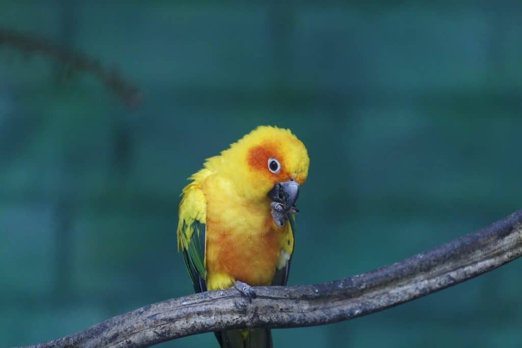 Close-Up Photograph of a Yellow and Orange Conure