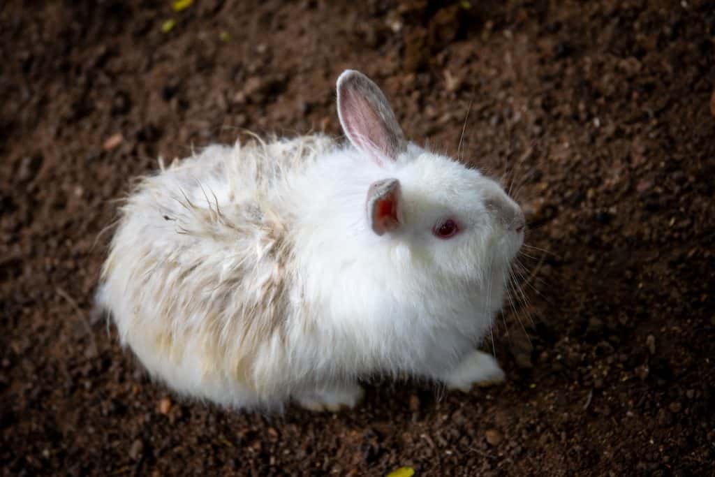 White Rabbit on Brown Soil