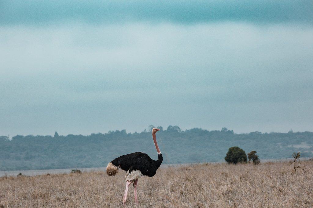 An Ostrich on a Grass Field