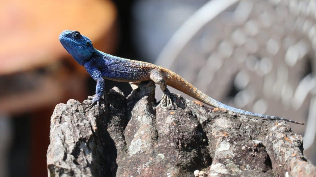 Close Up Photo of a Lizard