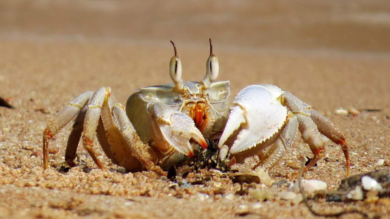 How to Determine if a Hermit Crab is Dead or Just Molting - Pet Breeezy