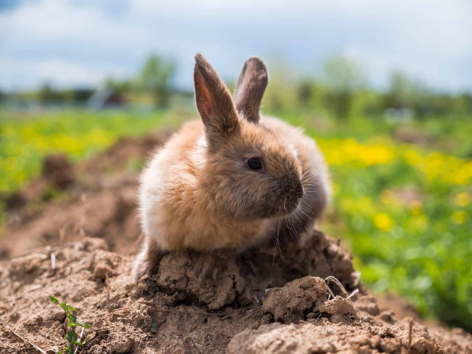 10 Adorable Lop-Eared Rabbit Breeds - Pet Breeezy
