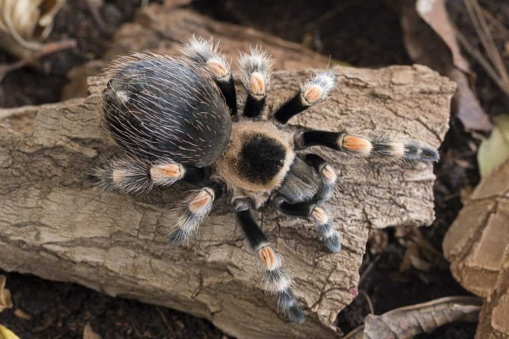 Owning a Tarantula How Much Does it Cost? Pet Breeezy