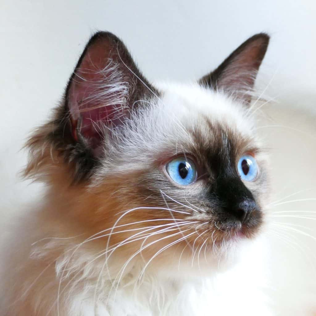 cat, thoroughbred, ragdoll-5129935.jpg