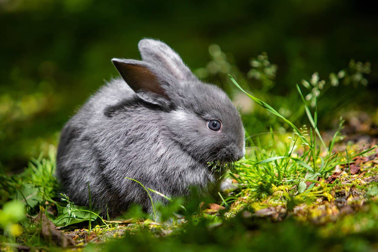 Giant Chinchilla rabbit Breed Information: Facts, Origin ...