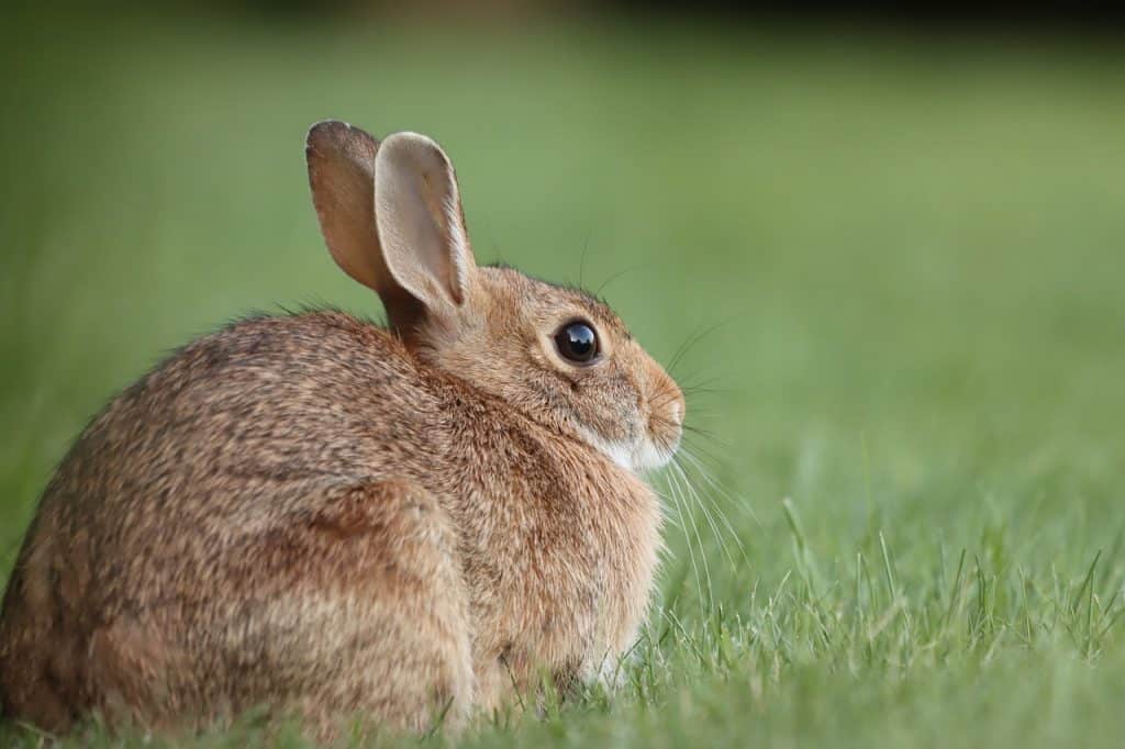 cottontail rabbit, wild rabbit, grass-7116707.jpg