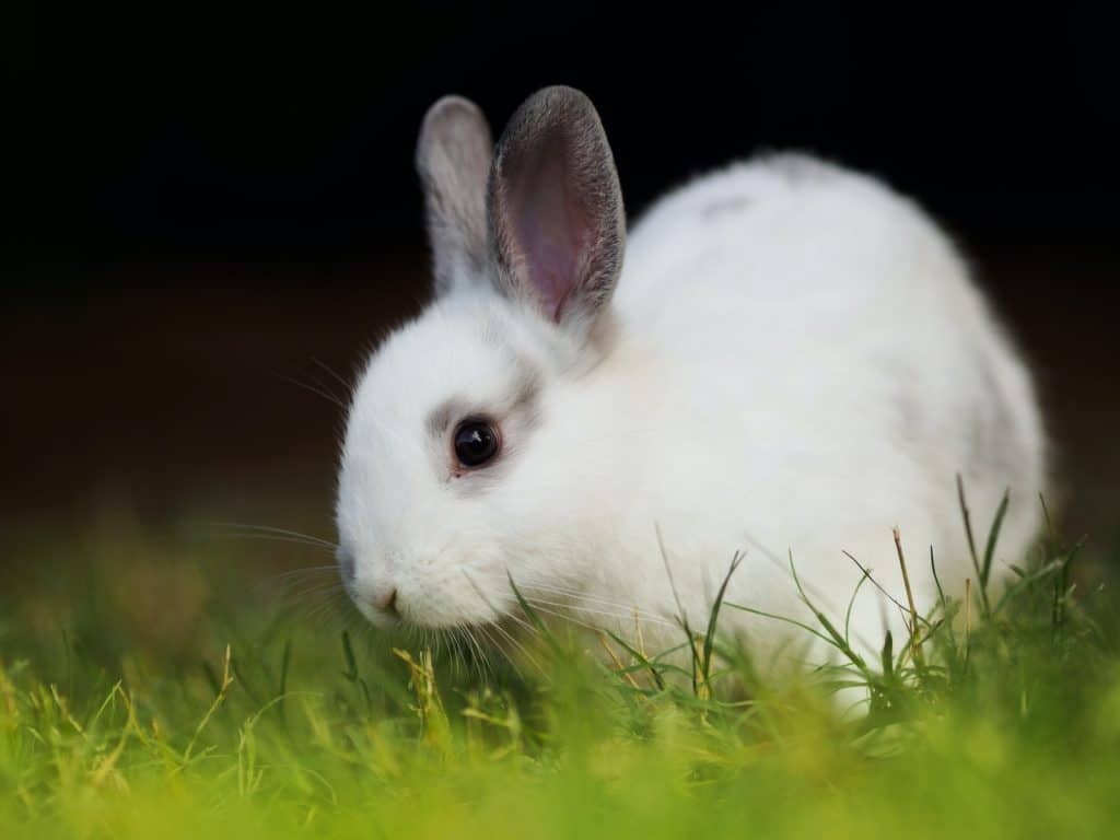 11 Most Cute White Rabbit Breeds - Pet Breeezy