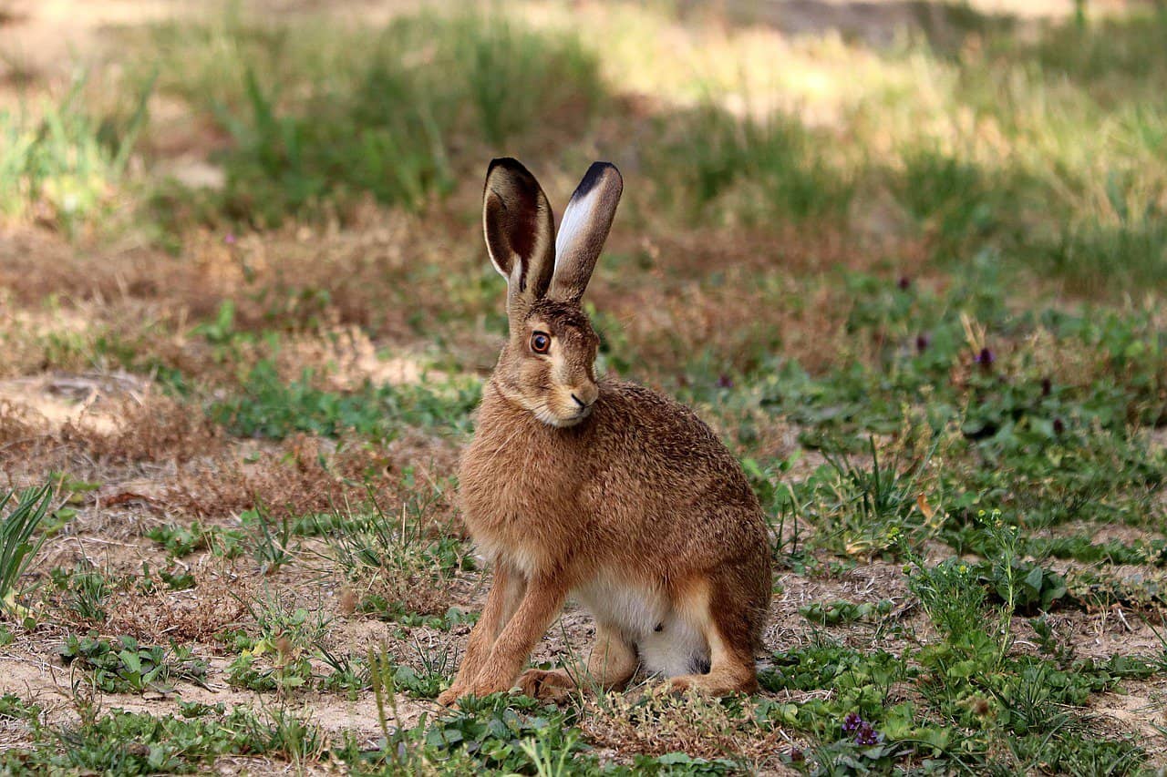 What is the difference between Hare and Rabbit? - Pet Breeezy