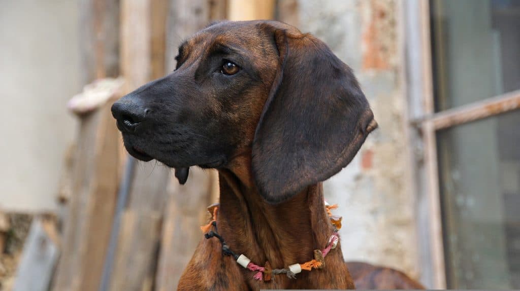 hanoverian bloodhound, dogs, breed-5193568.jpg