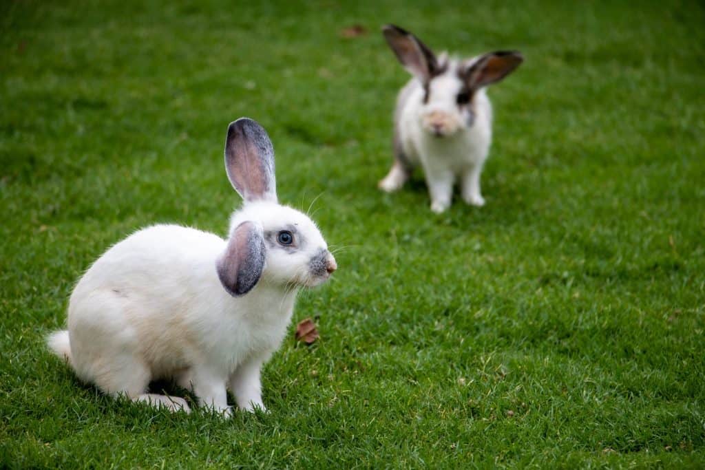 white and brown rabbit on green grass field during daytime