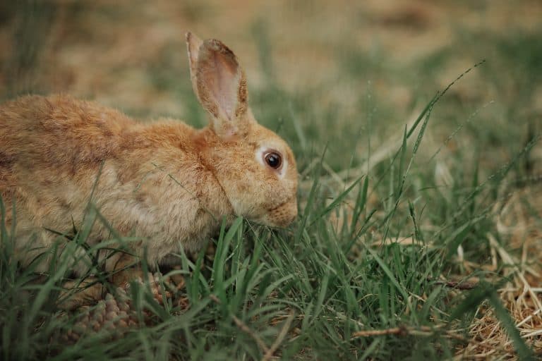 17 Popular Brown Rabbit Breeds - Pet Breeezy