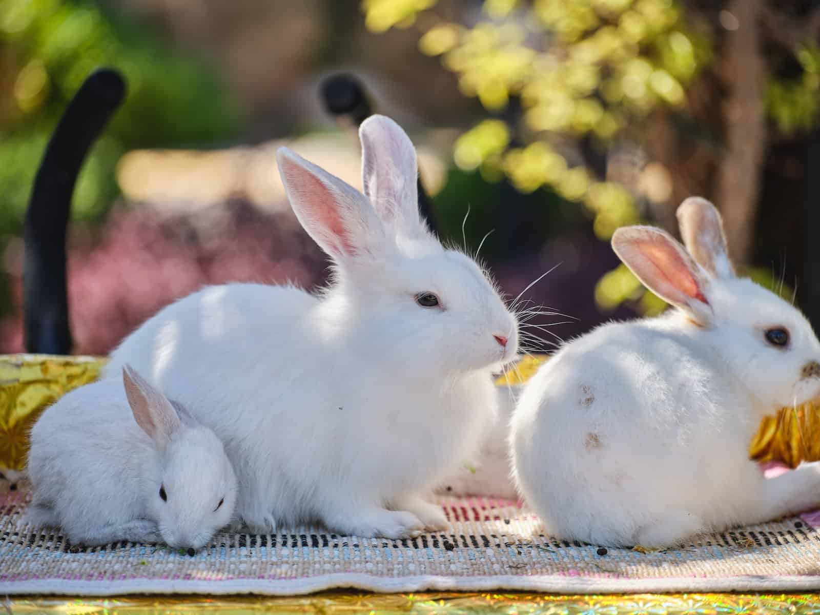 Satin Rabbit Breed Information: Facts, Origin, Traits & More - Pet Breeezy