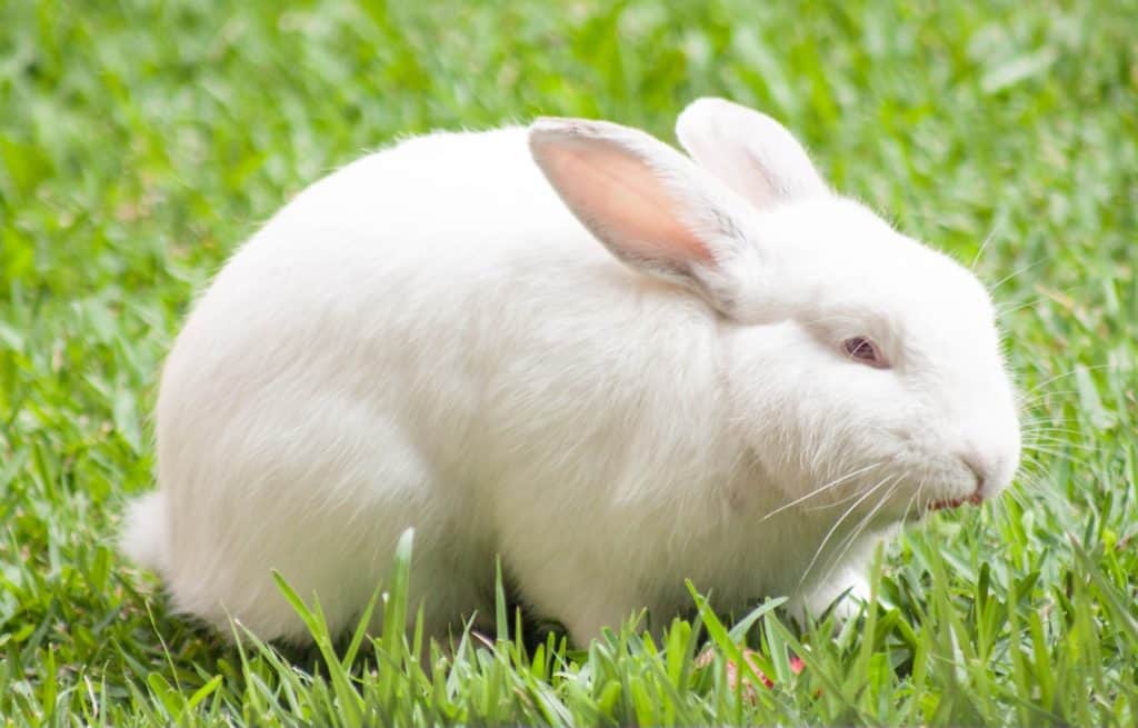 white rabbit on green grass during daytime