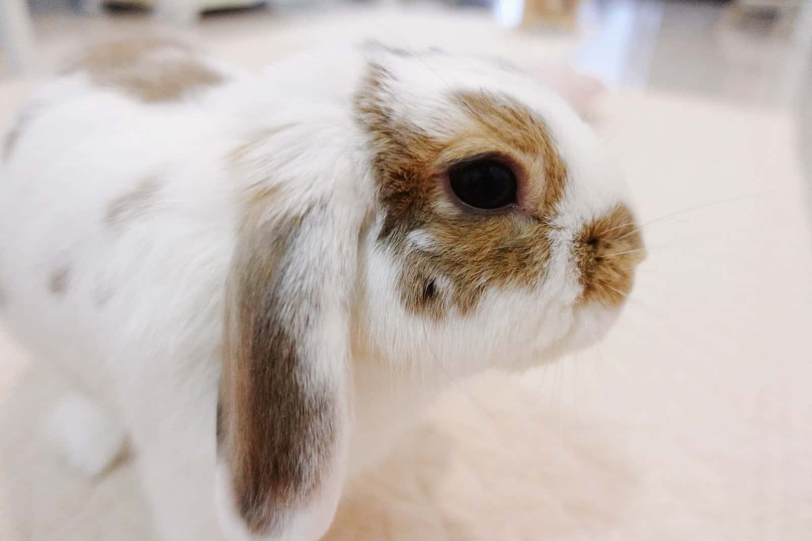 10 Adorable Lop-Eared Rabbit Breeds - Pet Breeezy