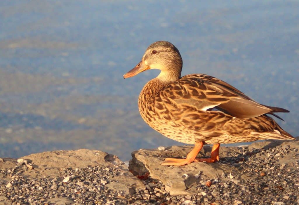 mallard, duck, bird-7453748.jpg