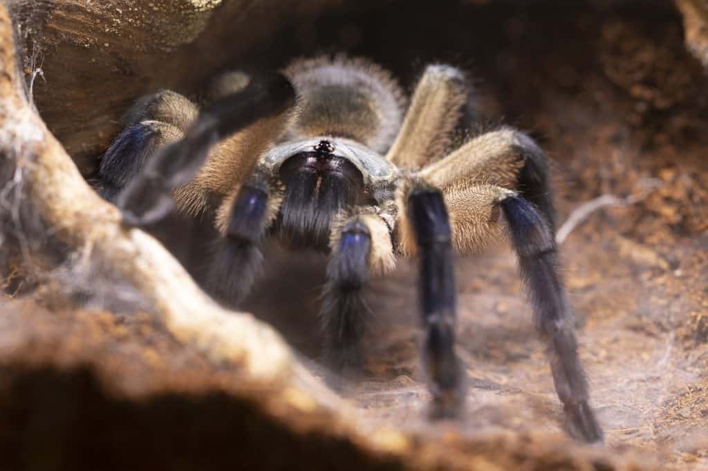 monocentropus, balfouri, tarantula-5108841.jpg