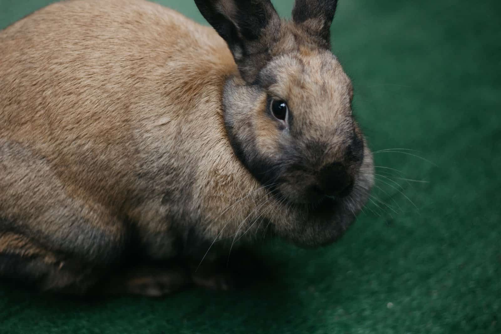 Information, traits, and facts about the Continental Giant Rabbit Pet