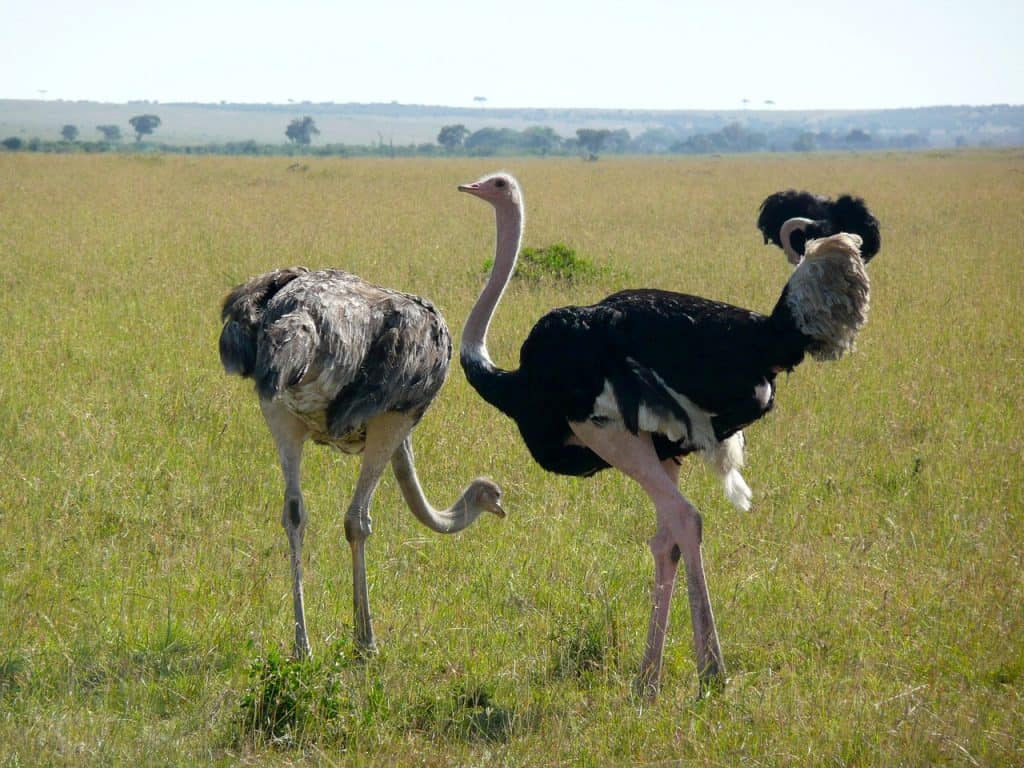 ostrich, kenya, africa-1494556.jpg