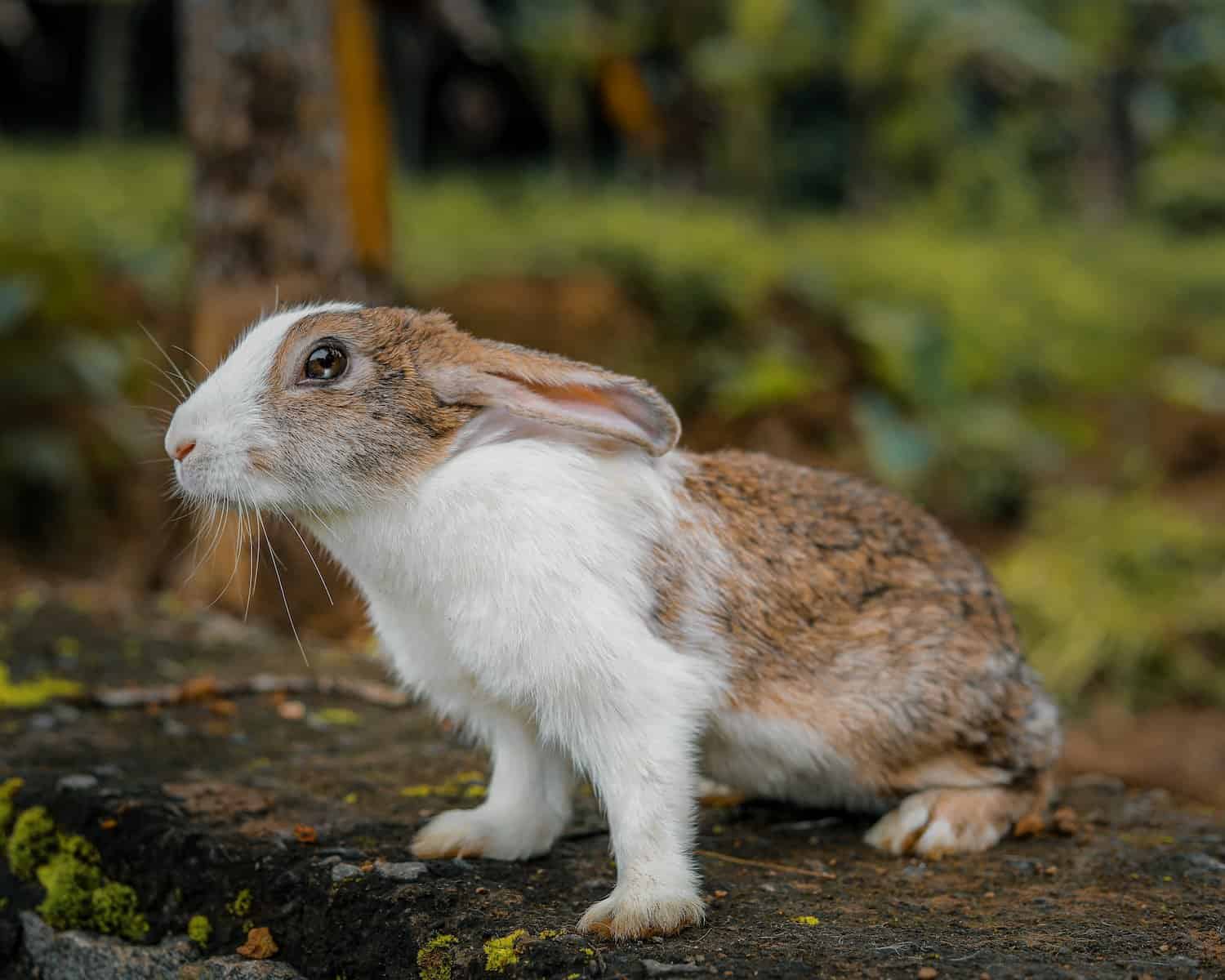 How High A Rabbit Can Jump? - Pet Breeezy