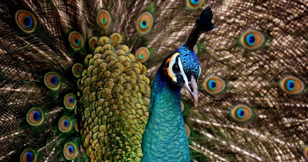 How to Tell the Difference Between Male and Female Peacocks? Pet Breeezy