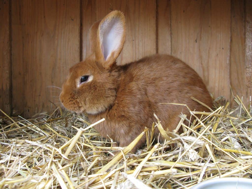 rabbit, animal, rabbits-285470.jpg