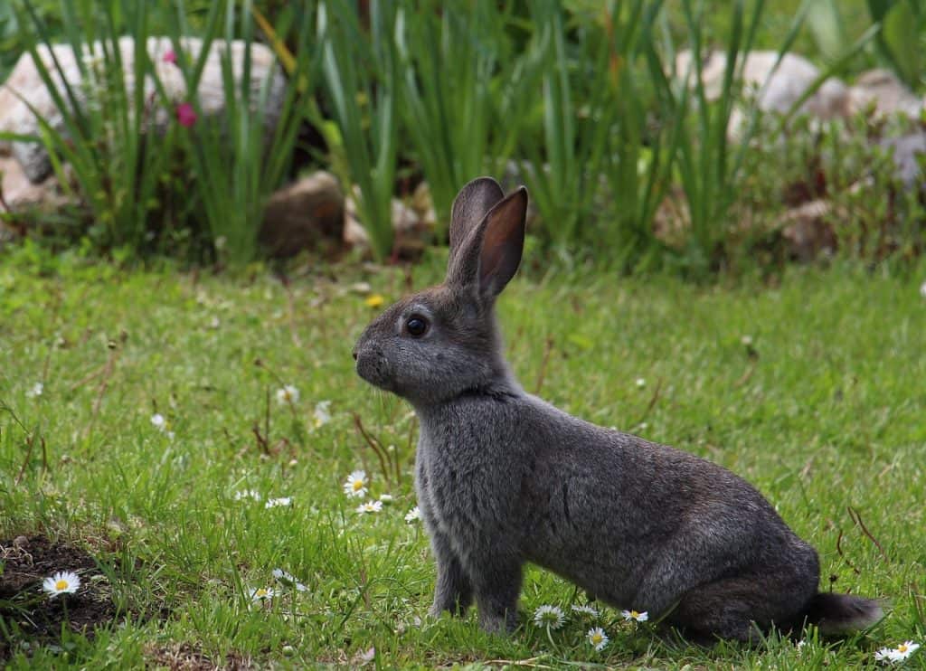 rabbit, animals, gray hare-1751616.jpg