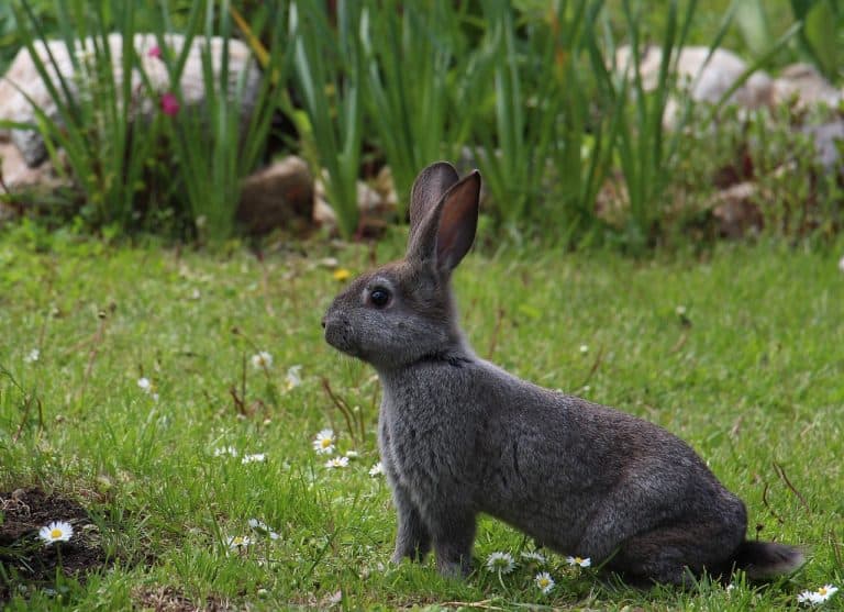 Most Popular Calico Rabbit Breeds - Pet Breeezy
