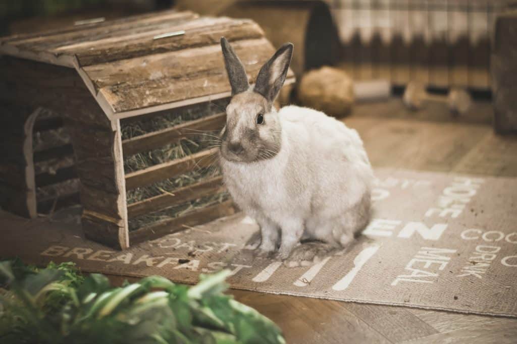 rabbit, dwarf rabbit, white bunny-7285755.jpg