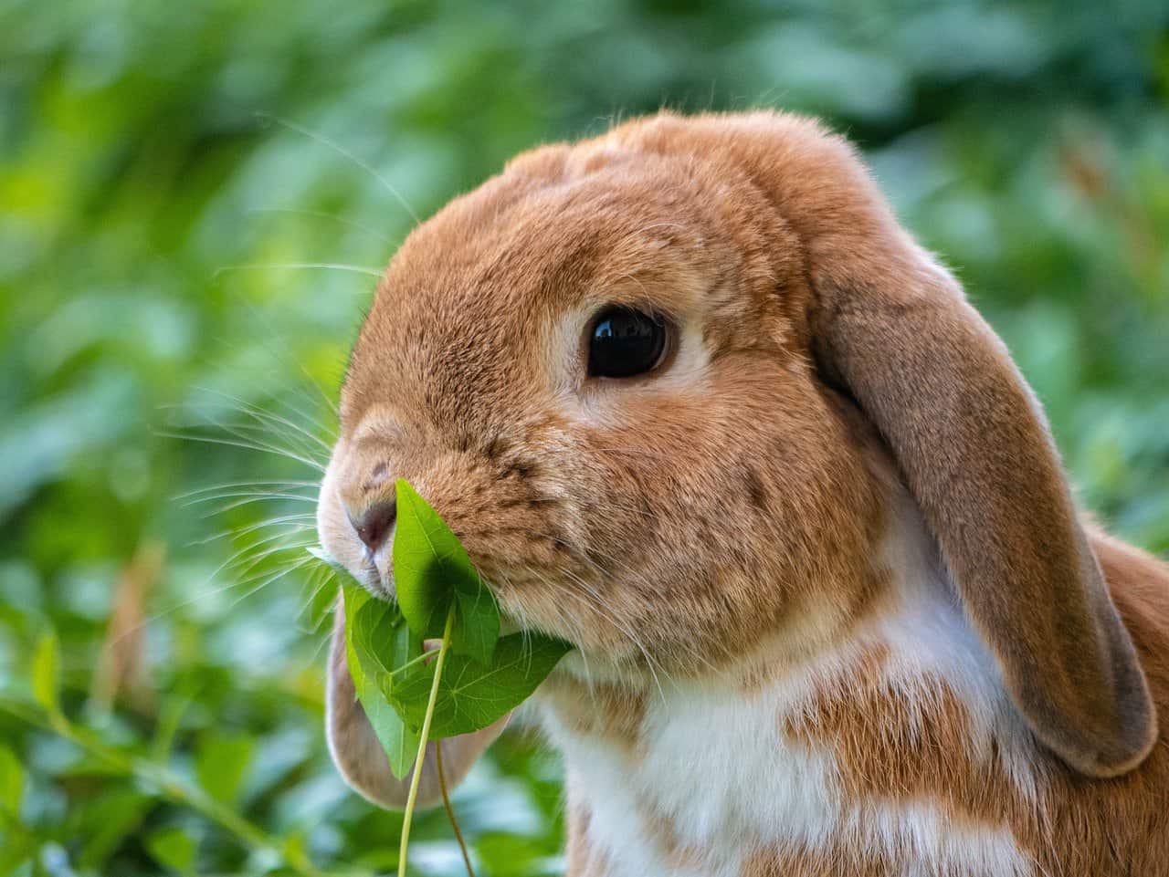 Small Round Eared Rabbit 10 Adorable Lop-Eared Rabbit Breeds - Pet Breeezy