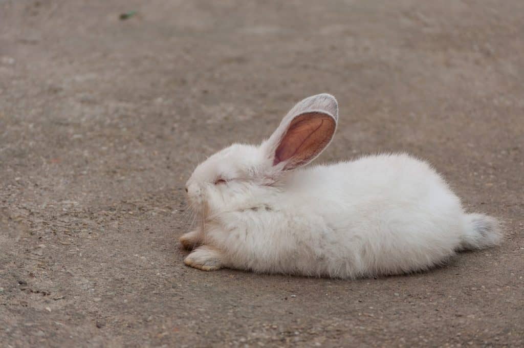 rabbit, white, sleep-905971.jpg