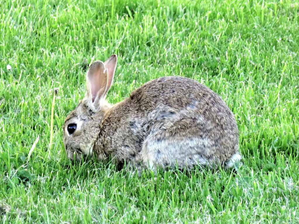 rabbits, wild rabbits, mammal-2341603.jpg